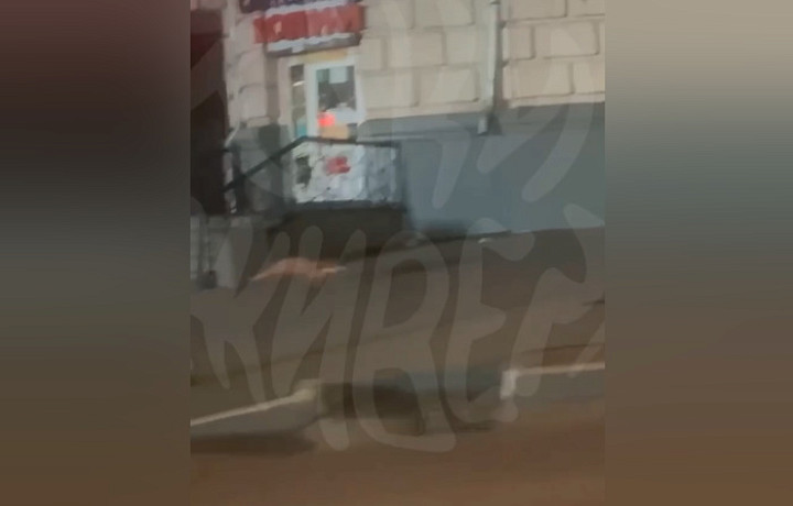 ﻿В тульском Заречье жители заметили лису