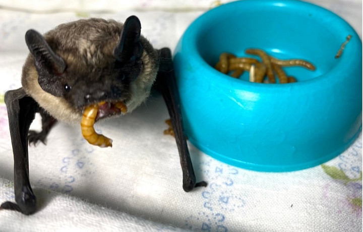 Жители Тульской области накануне обнаружили в своих домах летучих мышей
