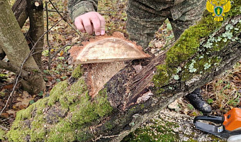 В Тульской области завели уголовное дело о незаконной вырубке десяти деревьев