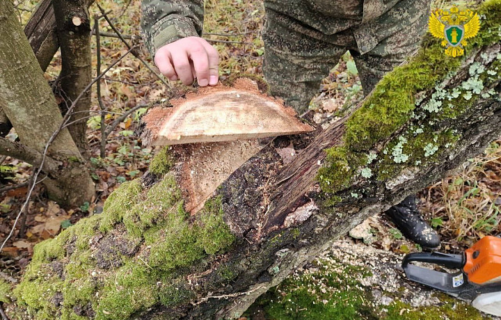 В Тульской области завели уголовное дело о незаконной вырубке десяти деревьев