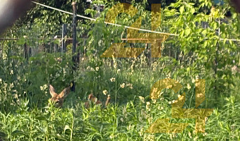 В Туле косуля застряла на заброшенном участке из-за забора
