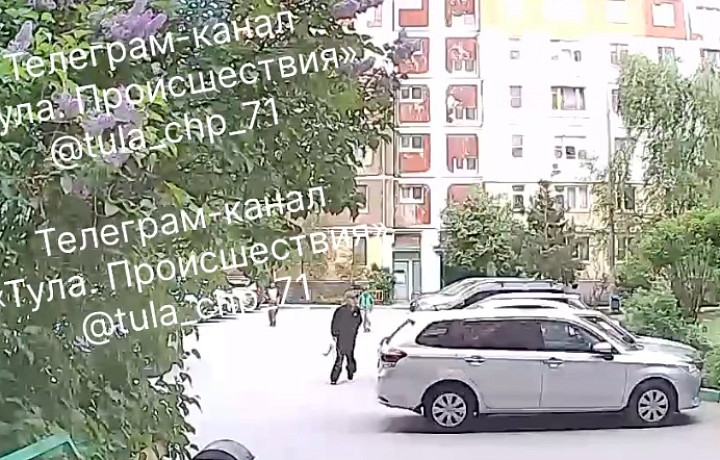 Подростки избивают палками кошек и терроризируют пожилых людей на Курковой улице в Туле