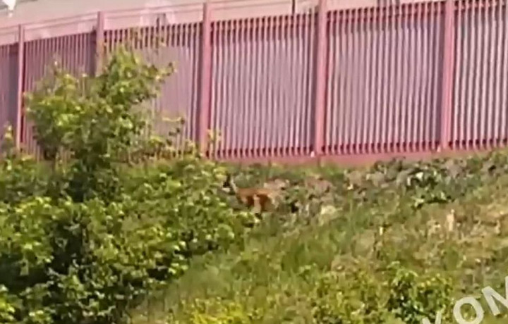 Косулю заметили на набережной в Туле