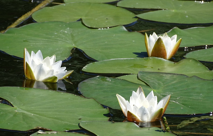 Интересные ботанические наблюдения в Тульской области, сделанные в 2022 году