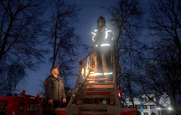 В Богородицке спасатели МЧС сняли с дерева застрявшего рыжего кота