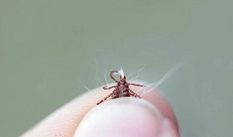 Миляев поручил организовать в Тульской области обработку против клещей