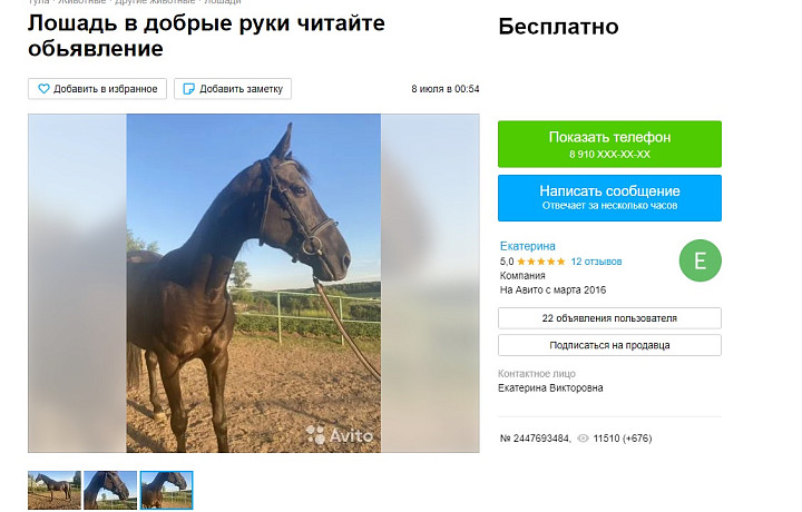 В Туле в добрые руки отдадут лошадь