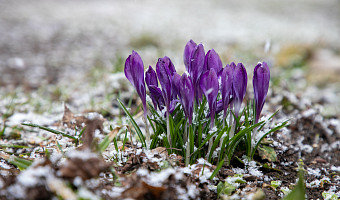 Синоптики рассказали о наступлении астрономической весны 20 марта