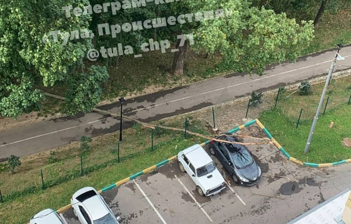 Аварийное дерево рухнуло на пешеходную дорожку в Платоновском парке Тулы