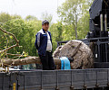 В Центральном парке Тулы высадили крупномерные саженцы ивы