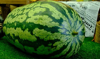 Жительница Узловой вырастила арбуз в 76 килограммов и морковь в 112 см