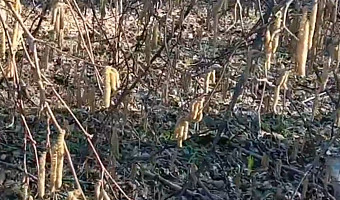 В «Тульских засеках» засняли начало пыления орешника