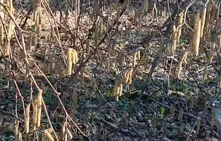 В «Тульских засеках» засняли начало пыления орешника