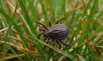 Клещедер в помощь: как защитить питомца от клещей и что делать, если паразит уже присосался? Рассказывает тульский ветеринар