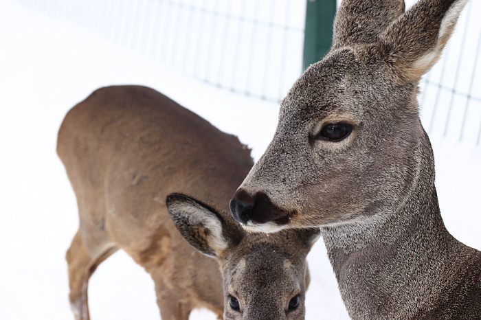 Зверские морозы: как животные зооуголка Белоусовского парка переживают снежную зиму и природные катаклизмы. Фоторепортаж