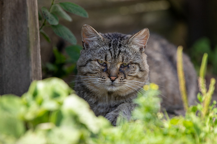 «Дыры в стенах закрываем куртками»: как жители аварийного дома в Щекинском районе пять лет ждут расселения