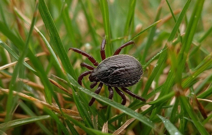 Клещедер в помощь: как защитить питомца от клещей и что делать, если паразит уже присосался? Рассказывает тульский ветеринар