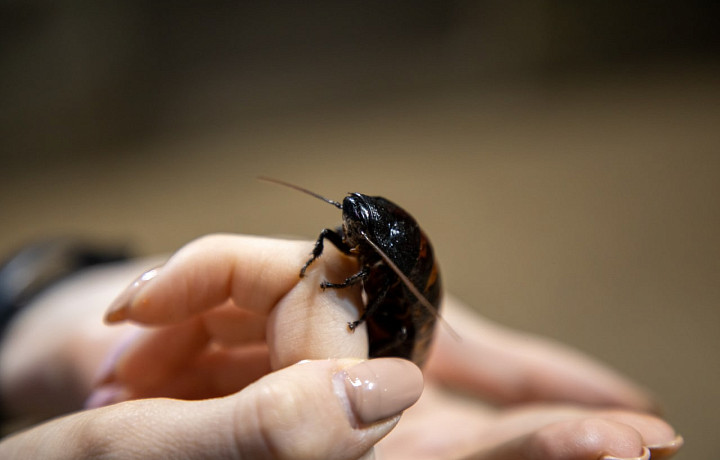 Тараканы в доме: насколько безопасны мадагаскарские насекомые
