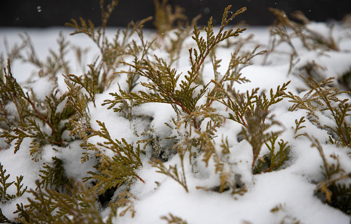 «То оттепель, то мороз»: синоптики прогнозируют переменчивую погоду зимой в Тульской области