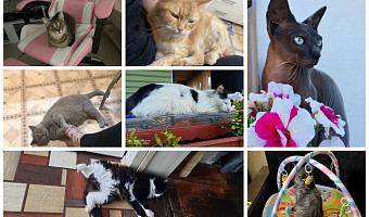 Какие ушки и лапки! Туляки поделились фотографиями своих любимцев к Всемирному дню кошек