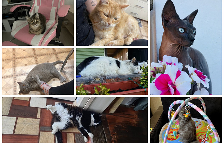 Какие ушки и лапки! Туляки поделились фотографиями своих любимцев к Всемирному дню кошек