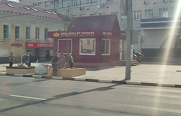 В Туле на проспекте Ленина начали высаживать деревья