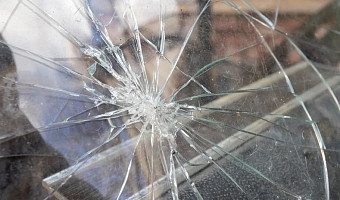 С начала года в Тульской области произошло 275 ДТП с животными