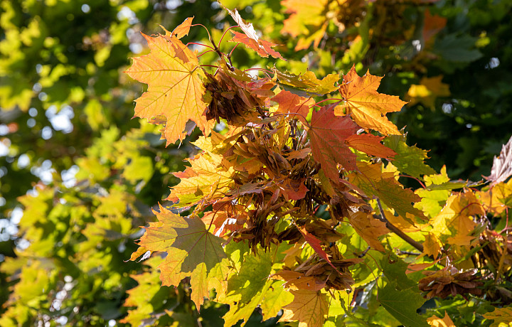 В Тульской области сохранится высокая степень пожароопасности 18 сентября