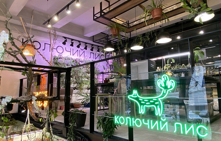 Колючий лес «Колючий лис»: тулячка создала в центре города флорариум с сотнями кактусов