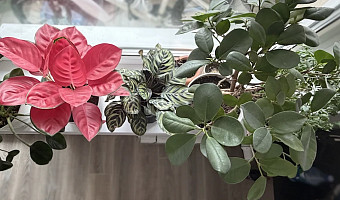 Руки прочь от фикуса, и никто не пострадает: о неочевидных вредных и полезных свойствах домашних растений рассказывает комнатный садовод