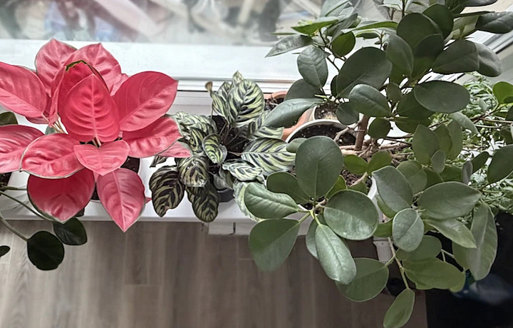 Руки прочь от фикуса, и никто не пострадает: о неочевидных вредных и полезных свойствах домашних растений рассказывает комнатный садовод