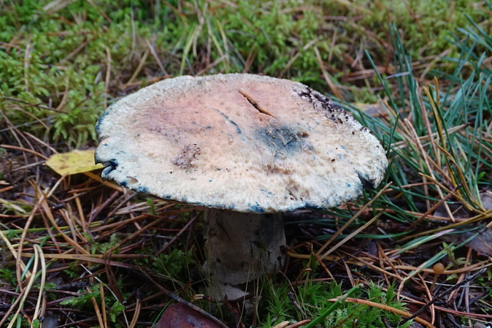 В Суворовском районе нашли редкий гриб Синяк, занесенный в Красную книгу