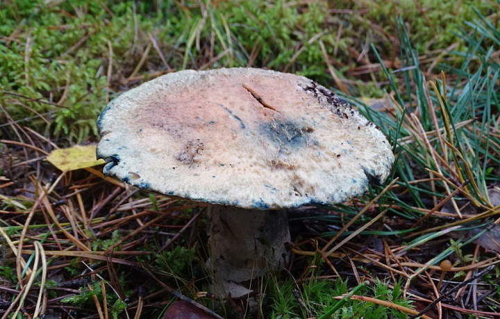 В Суворовском районе нашли редкий гриб Синяк, занесенный в Красную книгу