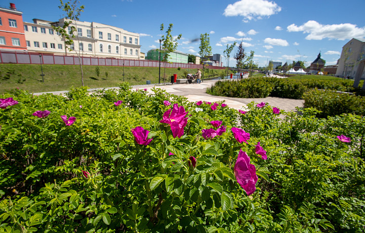 Июльская жара придет в Тульскую область к концу недели