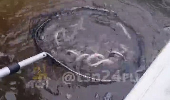 Более тысячи мальков стерляди выпустили в бассейн реки Оки в Тульской области