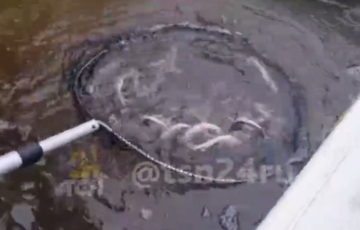 Более тысячи мальков стерляди выпустили в бассейн реки Оки в Тульской области