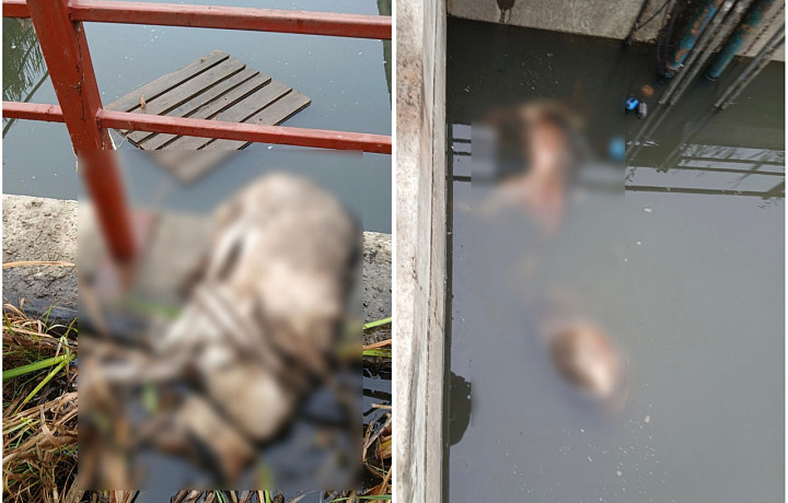«Отстойник-убийца»: житель Узловой нашел в поле ловушку с трупами собак