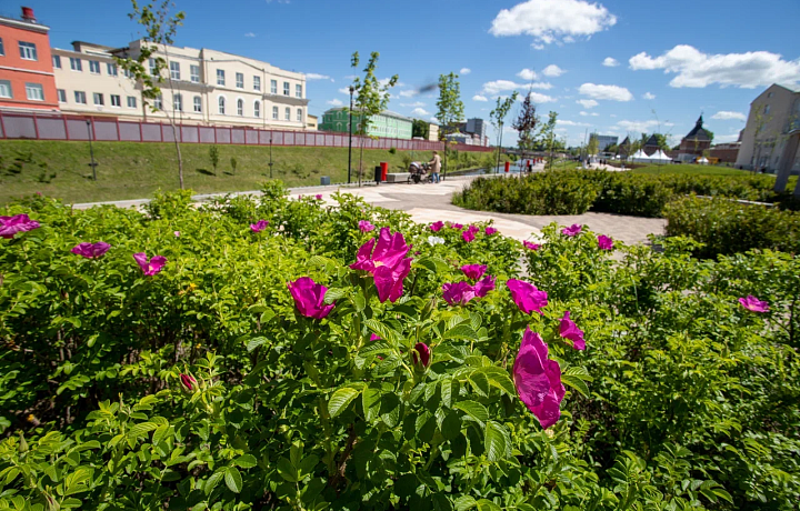 Жару до +29 градусов и солнечную погоду спрогнозировали синоптики в Туле 29 июня