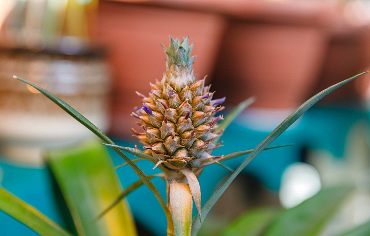 В преддверии 8 марта в усадебной теплице в Ясной Поляне зацвел ананас