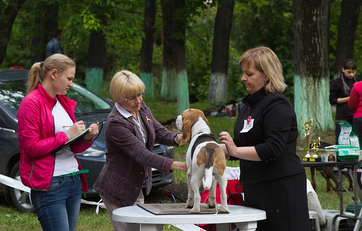 От 100 тысяч и выше: Подборка самых дорогих породистых животных, которых продают в Туле