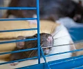Они любят людей и поддаются дрессировке: правда о декоративных крысах