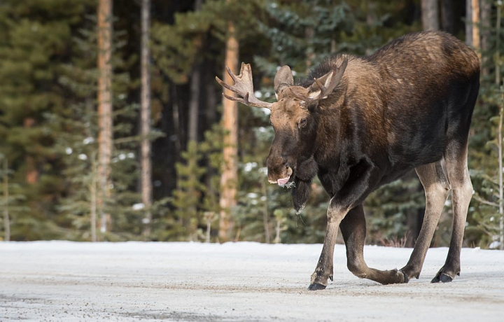 Тульское минприроды предложило «Яндексу» отображать в навигаторе места возможного выхода животных на дороги