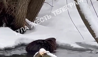 Туляки нашли «водную собаку» в Баташевском парке