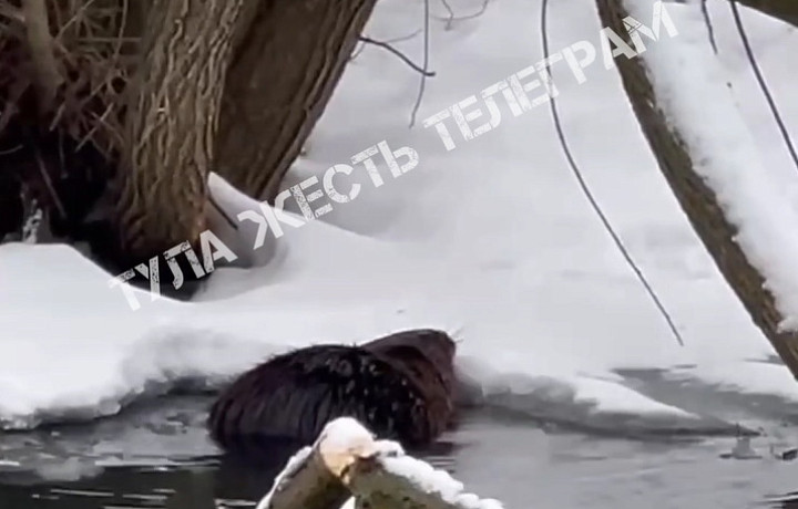 Туляки нашли «водную собаку» в Баташевском парке