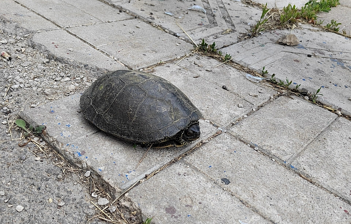 Туляки заметили черепаху на улице Дмитрия Ульянова