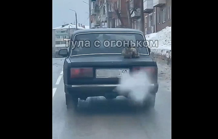 В Туле водитель прокатил на багажнике авто пушистого «пассажира»