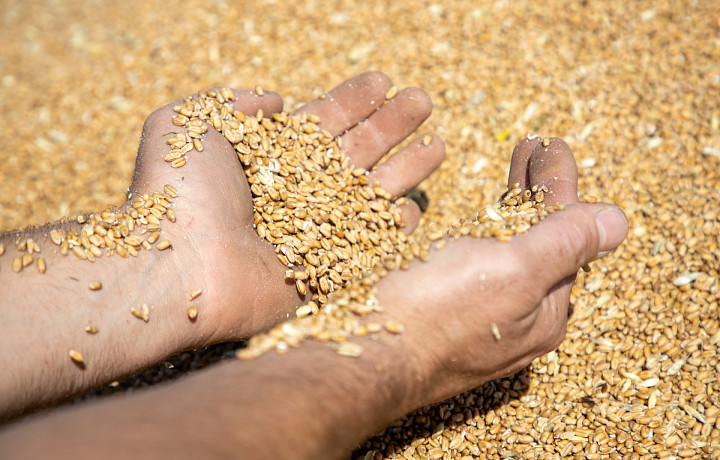 Россельхознадзор аннулировал декларации на две партии пшеницы и рапса тульского производителя