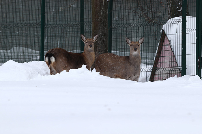 Зверские морозы: как животные зооуголка Белоусовского парка переживают снежную зиму и природные катаклизмы. Фоторепортаж