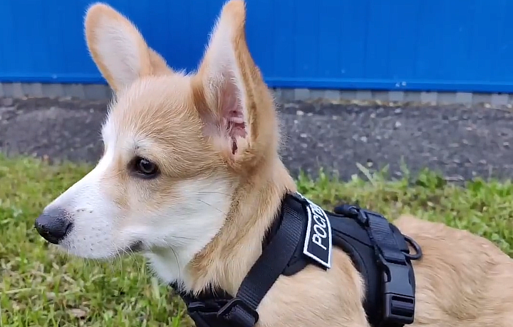 На службу в тульской Росгвардии заступил щенок корги по кличке Кай