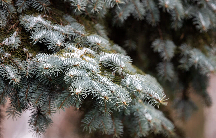 Солнечно и без осадков: синоптик Ильин рассказал, какая погода ждет туляков в наступающие выходные
